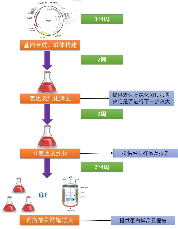 哺乳動物細(xì)胞蛋白表達系統(tǒng)；Protein Expression in Mamalian Cells