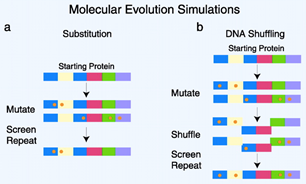 酶和蛋白定向突变; Directed Enzyme & Protein Evolution