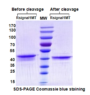 昆蟲桿狀病毒表達(dá)系統(tǒng)；Protein Expression in Baculovirus