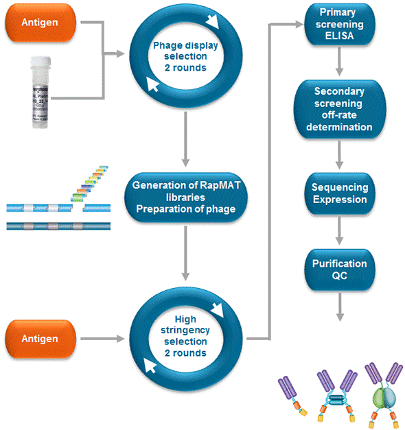 纳米抗体亲和力成熟服务;Nanobody Affinity Matration Services