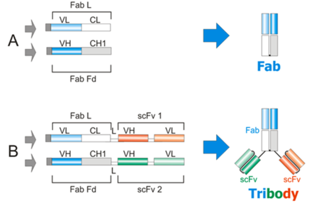 Fab-scFv融合蛋白（Tribody™ Technology）; Fab-scFv Fusion Protein (Tribody)