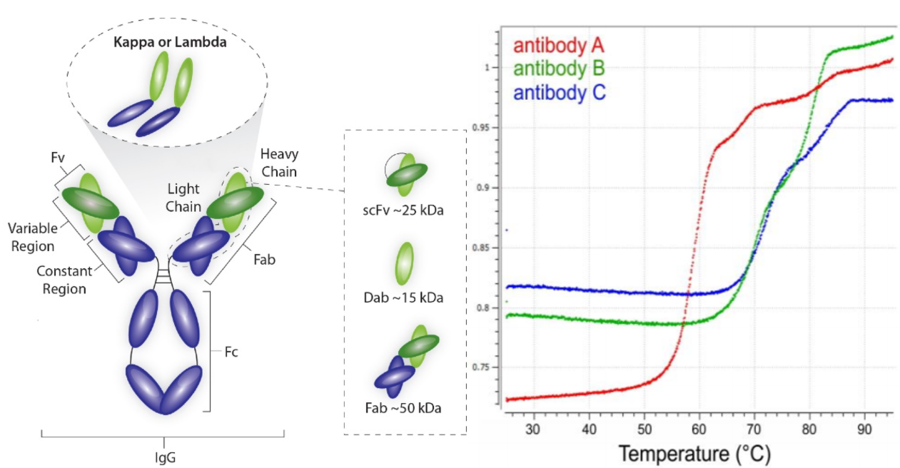 熱穩(wěn)定性scFV/Fab篩選；Thermal Stable scFv/Fab Screening