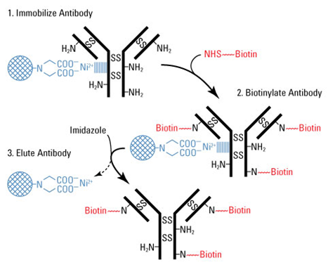抗体生物素修饰; Antibody Biotinylation