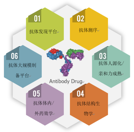 抗体测序, 抗体人源化/亲和力成熟, 抗体结构生物学