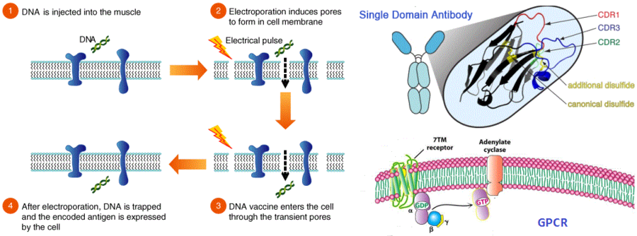DNA免疫技术制备膜蛋白纳米抗体;Nanobody Discovery against Membrane Proteins by DNA Immunization