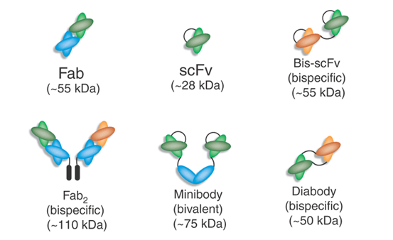 二价/双特异性; ScFv/Fab Bivalent and Bi-specific ScFv/Fab