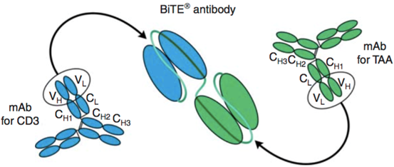 双特异性T细胞衔接抗体; Bispecific T cell Engager (BiTE)